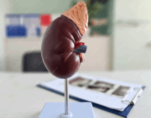 Insuficiência Renal Crónica